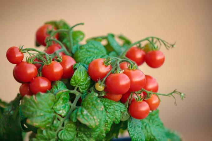إذا حاولت لزراعة الطماطم في المنزل، تجربتكم في التعليقات على هذا المقال! تؤخذ الرسوم التوضيحية للنشر على شبكة الإنترنت