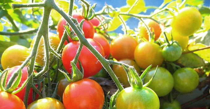 نضج الطماطم (البندورة): صور من الإنترنت