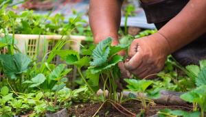 معالجة وتسميد الفراولة في أغسطس: صحة الشجيرات والمحاصيل هي في أيدينا