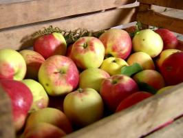 كيفية الحفاظ على التفاح حتى ربيع