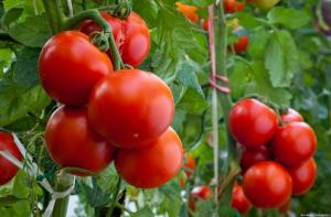 أربعة أخطاء عند الطماطم نمت، مما يؤدي إلى تحقيق عائد صغير