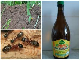 ثلاثة من أكثر الطرق الفعالة لمكافحة النمل