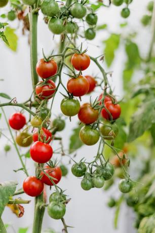 حصادي من عام 2018. طعم الطماطم التي تزرع بأيديهم، والكثير أكثر إشراقا من مخزن
