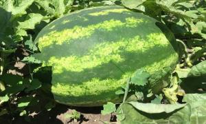 وكما ينمو البطيخ حجم ضخم في البلاد.