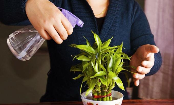 رش النباتات المنزلية حل من بيروكسيد الهيدروجين