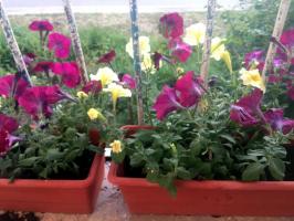 تغذية لزهور البتونيا المزهرة عنيفة: استخدام 4 سنوات وجميع المشورة