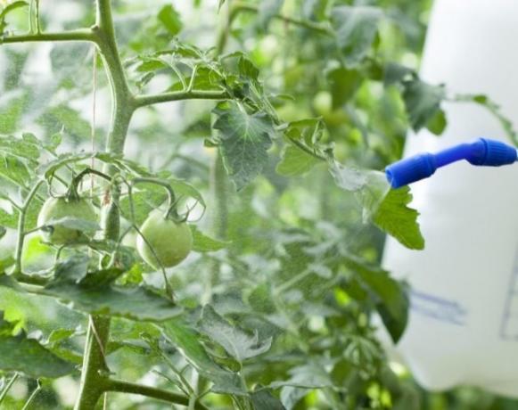 رش - أسرع طريقة لإيصال المواد المغذية إلى النبات