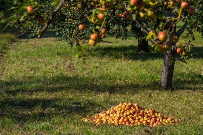 الخريف التفاح (pxhere.com)