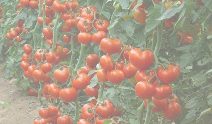 محصول الطماطم الغنية. صور من الإنترنت