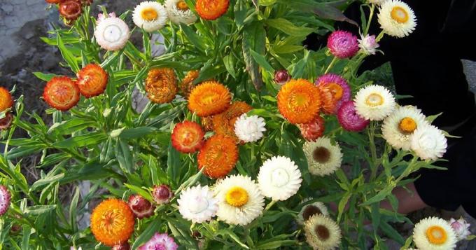 تزهر gelihrizum في منزل الصيفي يمكن الحصول عليها عن طريق تمرير مرحلة الشتلات