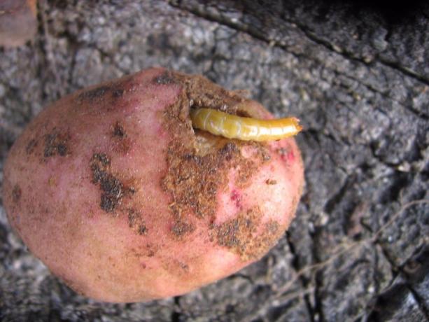 البطاطا - وهو الدودة السلكية الجذر المفضلة