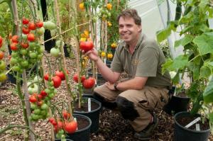الطماطم (البندورة) في دلاء - طريقة svekrushkin. وهو دائما في وقت مبكر، وخير الحصاد