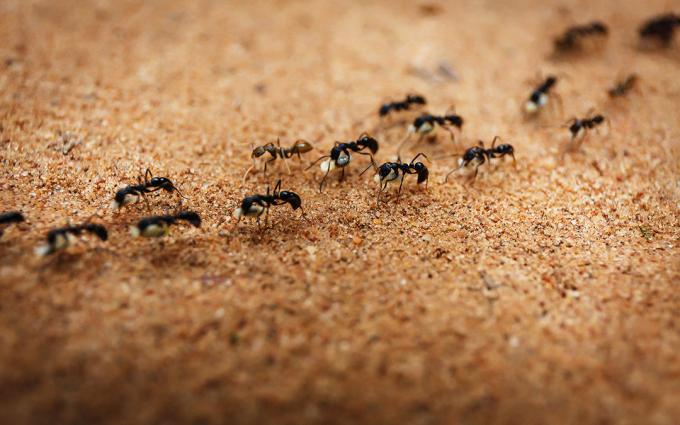 ينفي النمل مع الملح | ZikZak