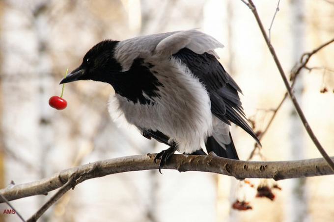 الغربان وطائر العقعق هي شبيهة جدا لتناول الطعام التوت. الرسوم التوضيحية لمقال مأخوذ من الإنترنت