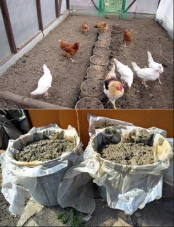التطبيق الصحيح للسماد الدجاج في الحديقة سوف تزيد من الحصاد