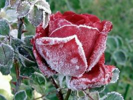 إعداد الورود لفصل الشتاء: كيف نخفف ما وماذا تخفي، وكيفية تقليم. كيف اللون يؤثر الصقيع