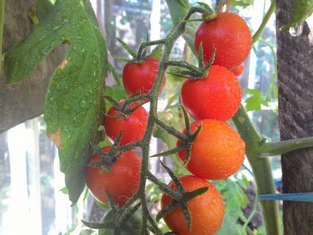 نضج الطماطم - الأفق لقرحة عيون! (Mojateplica.ru)