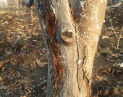 أكتوبر: 4 أسرار تبييض أشجار الخريف للصحة وإنتاجية عالية