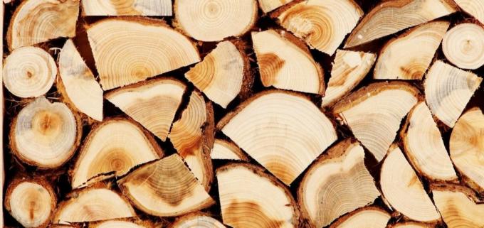 ليندن الخشب لها خصائص طبية