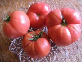 الأصغر 6 المتساهلة الطماطم تربية سيبيريا