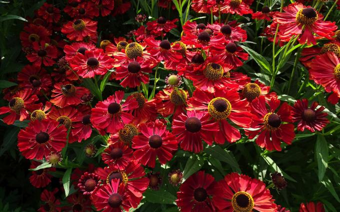 الأصناف helenium