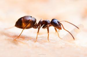 من النمل تقديم السميد المكون فقط إضافية