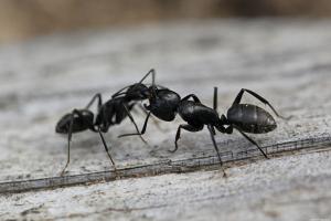 كيفية التخلص من النمل في البلاد لمدة يوم واحد، إلى الأبد
