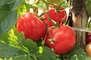 يعجل النضوج الطماطم (البندورة) وزيادة محصولهم بنسبة 2 مرات
