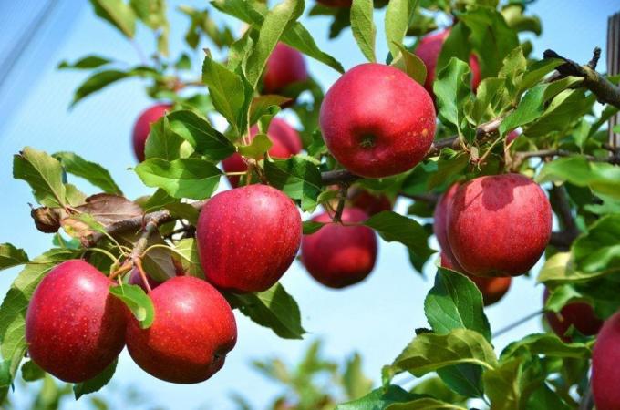 ماذا لو لم التفاح والبرقوق لن تؤتي ثمارها؟