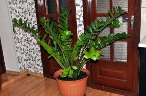 البقع السوداء على الجذع Zamioculcas. تمكنا من حل المشكلة بشكل صحيح