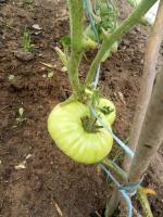 الطماطم (البندورة) في يوليو تموز. منع تعفن القمي والتغذية