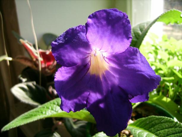 الزهور الكبيرة - واحدة من أكثر المزايا الهامة من strepokarpusa