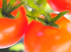 5 طرق لتسريع نضج الطماطم (البندورة)