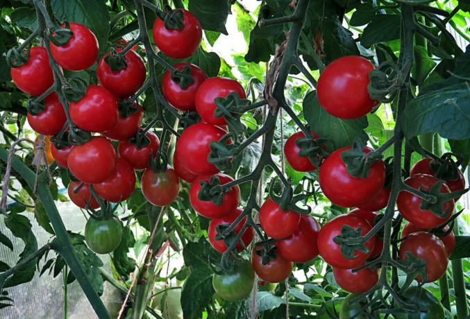الطماطم الناضجة على الشجرة، والاستفادة إلى حد كبير في الطعم والرائحة في "نافذة"