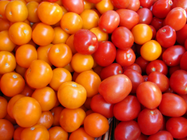 6-الغلة من الطماطم (البندورة) لالصوبات الزراعية