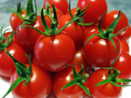 الكرز الطماطم حتى تنضج بشكل أسرع، على أن تفعل؟ الرعاية والتقنيات الزراعية