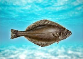سمك الهلبوت السمك: وصف والمنافع والأضرار المحتملة للجسم
