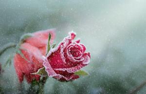 كيفية تحضير الورود لفصل الشتاء من الألف إلى الياء، لتجنب فقدان