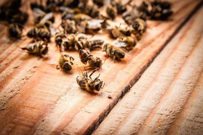 وفاة كتلة النحل في 2019 | ZikZak
