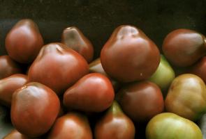 أصناف من الطماطم (البندورة)، والتي يتم فحصها والمشتركين الثناء